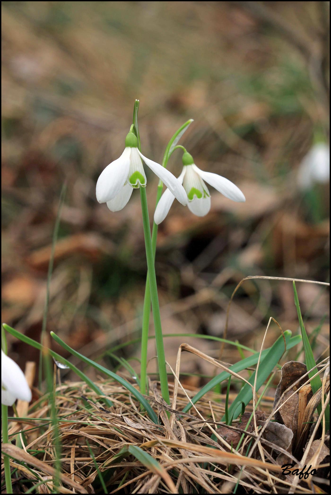 Galanthus nivalis / Bucaneve